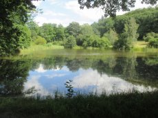 チェコには湖沼が多く、蒲が自生しています。